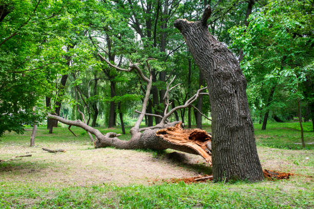 Landscape Design and Installation in Elk Point, SD