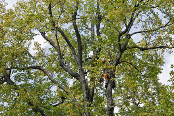 Elk Point, SD Tree Care Company